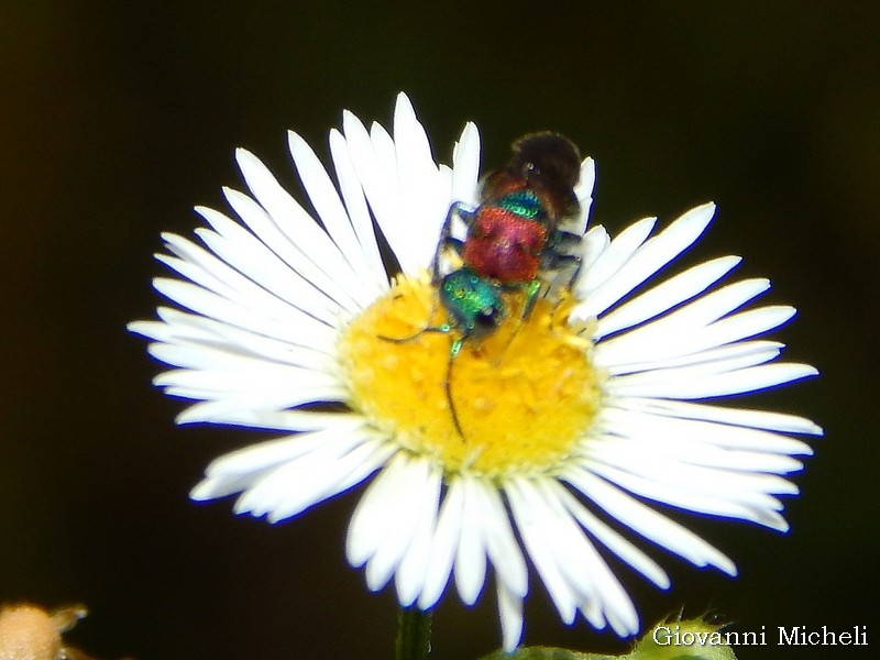 Chrysura sp? no, Hedychrum cfr. niemelai, femmina